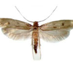 case-making-moth