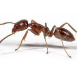 argentine-ant