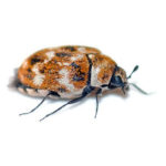 carpet-beetle-2