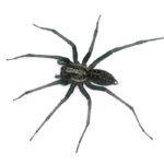 giant-house-spider