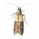 indian-meal-moth