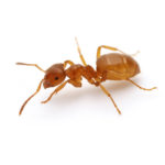 moisture-ant